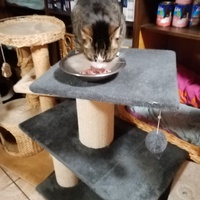 photo de livraison pour Chat de Gout'hier sans Toit