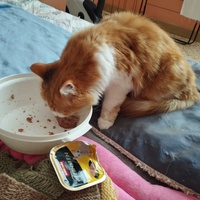 photo de livraison pour Cat Miaou