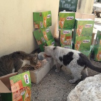 photo de livraison pour Les chats Port-Saint-Louisiens