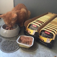 photo de livraison pour Les chats de l'Indifférence