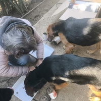 photo de livraison pour Chats Libres de Béziers