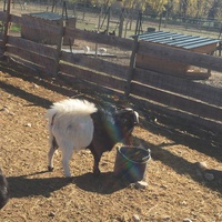 photo de livraison pour La Ferme des Zanimobiles