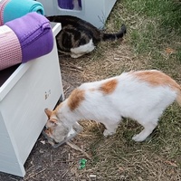 photo de livraison pour L’École du Chat de Saint-Denis Langevin