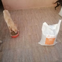 photo de livraison pour L'Arche de Noé