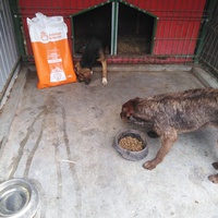 photo de livraison pour Friends for second hand paws vzw