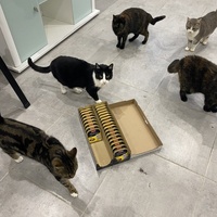 photo de livraison pour SADF (Sauvetage des animaux domestiques de France)