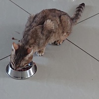 photo de livraison pour Cœur Animal