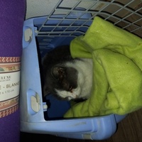 photo de livraison pour Les Pattounes de l'Espoir