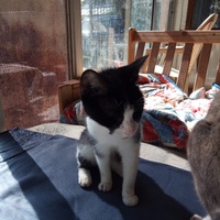 photo de livraison pour Amicale Chats