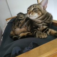 photo de livraison pour Chamaya