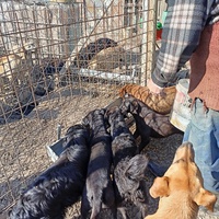 photo de livraison pour Association for the protection of animals "BAK"