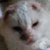 photo animal