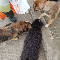 photo de livraison pour Asociația Hăpluț și prietenii