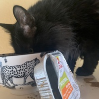 photo de livraison pour Association des Chats Camarguais