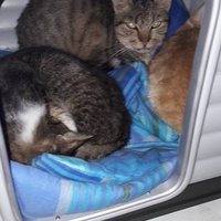 photo de livraison pour Chats Libres de Béziers