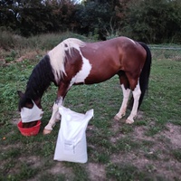 photo de livraison pour Les Crinières de Salherm