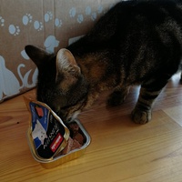 photo de livraison pour Les Chats Libres de Mirepeisset