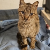 photo de livraison pour L'Arche de la Gazelle