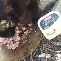 photo de livraison pour Les Chats-Pitresdelavi-Ste