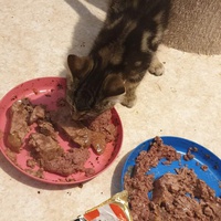 photo de livraison pour Chat Suffit a.sb.l.