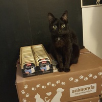 photo de livraison pour Aux Bonheurs des Aristochats