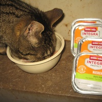 photo de livraison pour Jardin des Chats