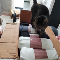 photo de livraison pour Chez Minou