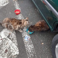 photo de livraison pour Association les Chats Libres de Saint-Amand-les-Eaux