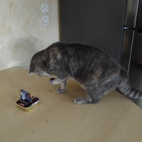 photo de livraison pour Chiens, Chats et Cie