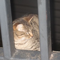 photo de livraison pour Chat Libre de l'Ile du Ramier