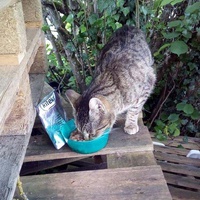 photo de livraison pour Les Chats de la Rue