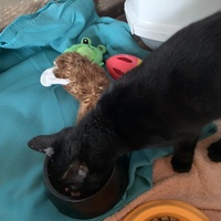 photo de livraison pour Association des Chats Camarguais