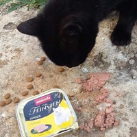 photo de livraison pour Les Chats-Pitresdelavi-Ste