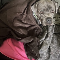 photo de livraison pour Un Espoir pour les Sans Voix