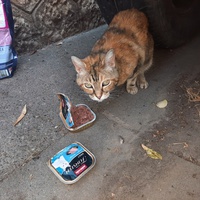 photo de livraison pour Coursan Chats