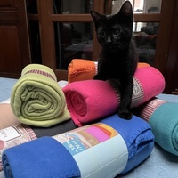 photo de livraison pour Association C.A.T.S. Chat Animal Terrien Solidarité