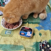 photo de livraison pour Ecole du Chat d’Arbois