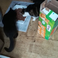photo de livraison pour Chats Sans Toi"T"