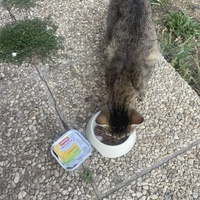 photo de livraison pour Les Chats De QUEAUX
