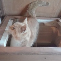 photo de livraison pour Paroles de Chats
