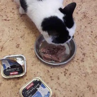 photo de livraison pour Ecole du Chat de Roubaix
