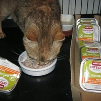 photo de livraison pour Au Bonheur des Chats Libres