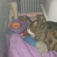 photo de livraison pour Les chats Port-Saint-Louisiens