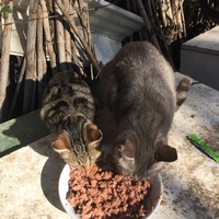 photo de livraison pour Ecole du Chat des Alpilles