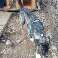 photo de livraison pour Refuge pour chiens de Baia Mare