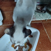photo de livraison pour Une vie, Un chat