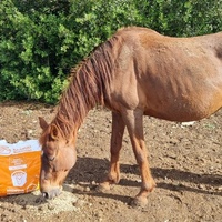 photo de livraison pour La Retraite des Chevaux des Causses