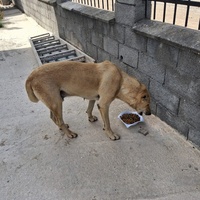 photo de livraison pour Civic Initiative Kane Korzo Skopje