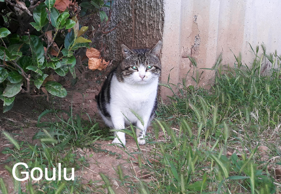 Goulu Collectif Chats Libres Citoyens De Saint Priest Animal Webaction Goulu Collectif Chats Libres Citoyens De Saint Priest Animal Webaction