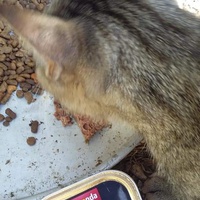 photo de livraison pour Les Chats-Pitresdelavi-Ste